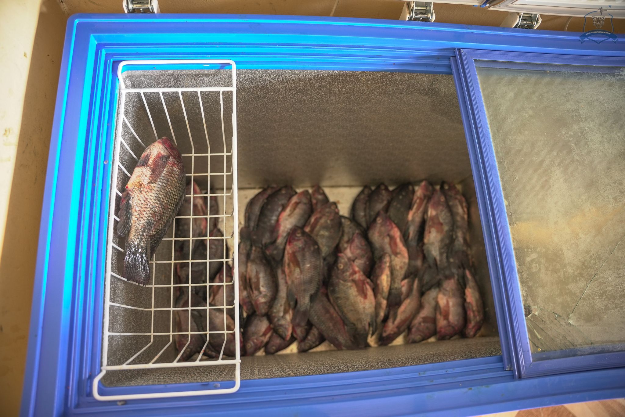 Fish storage in our freezer