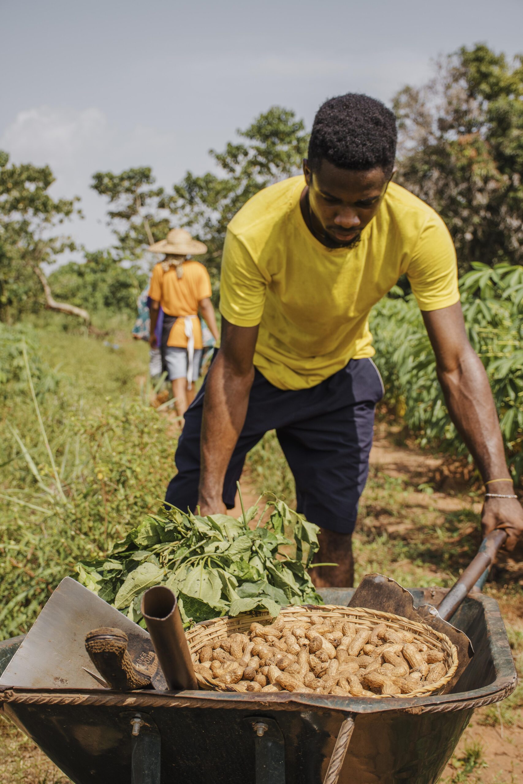 countryside worker pushing wheelbarrow with peanuts scaled