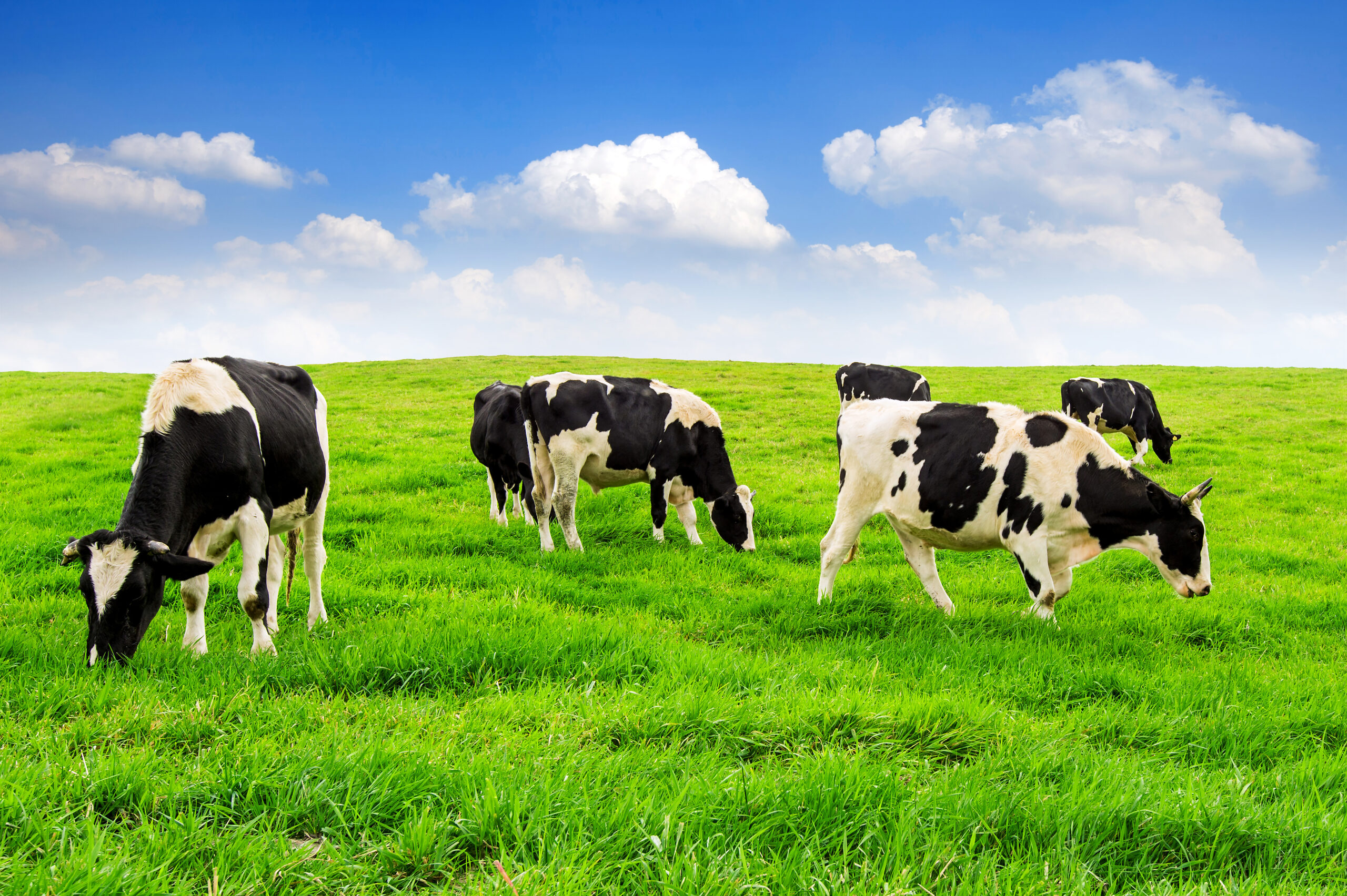 cows green field blue sky scaled