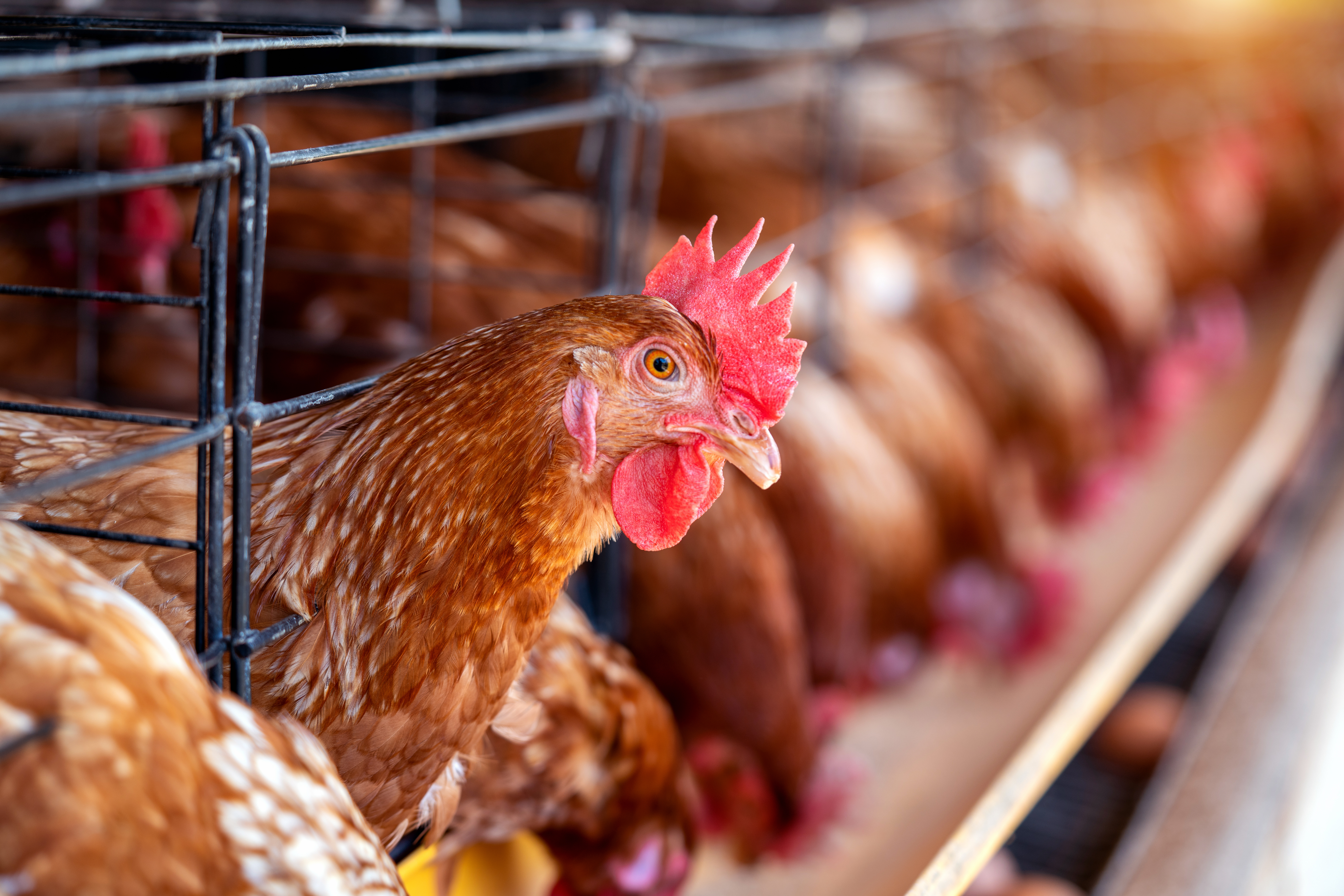 hens factory chicken cages